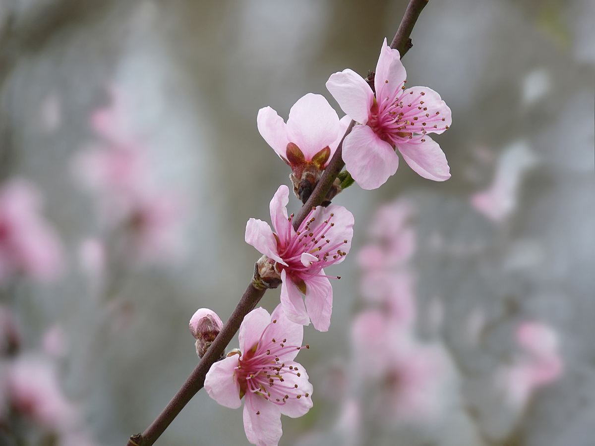 photo "***" tags: nature, flowers