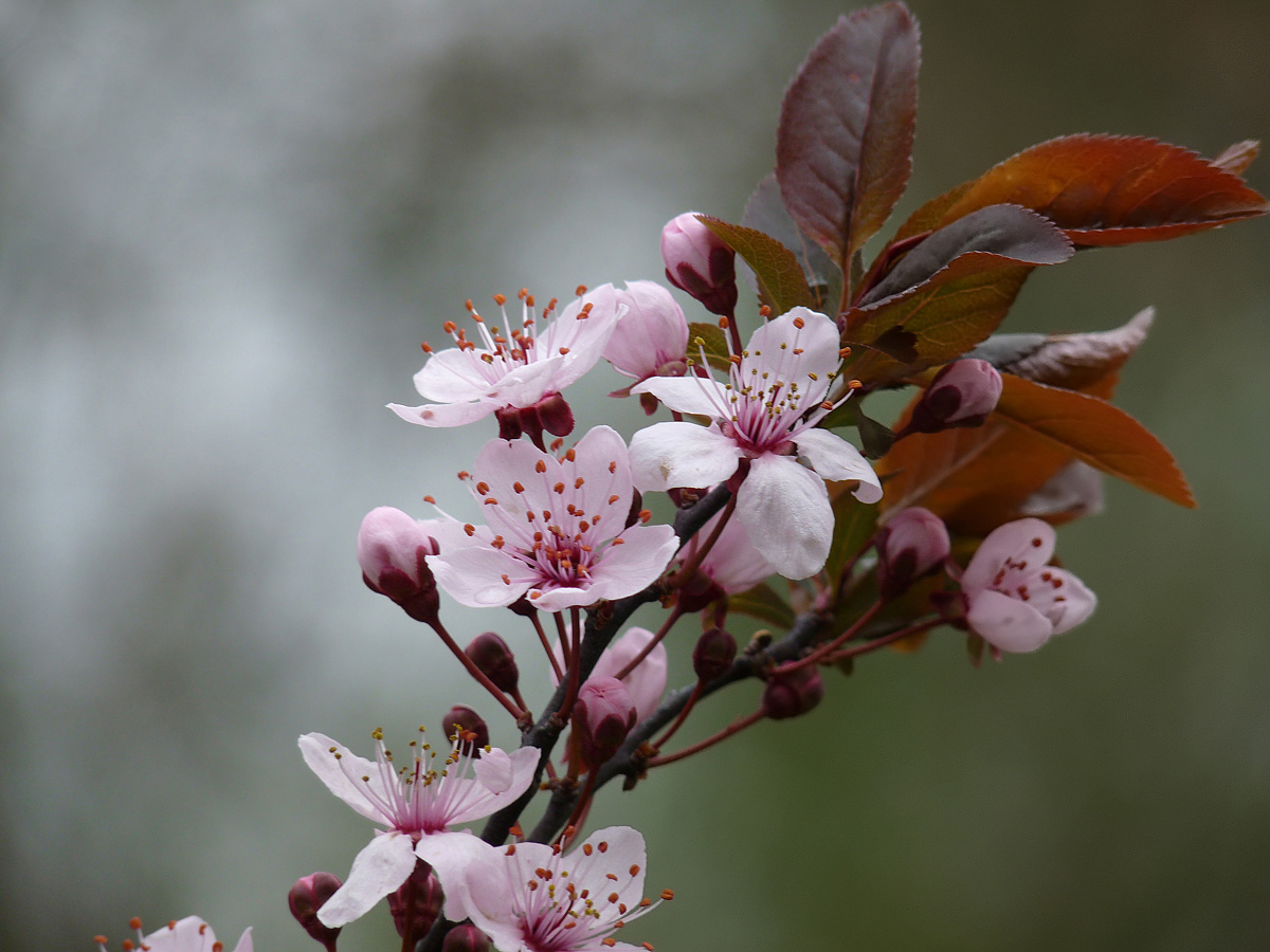 photo "***" tags: nature, flowers