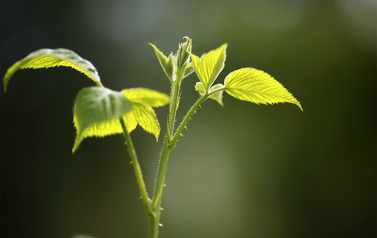 photo "***" tags: nature, fragment, 