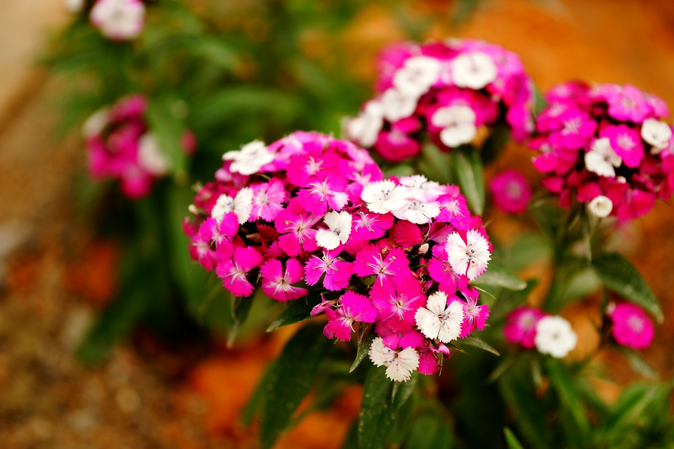 photo "spring and flowers" tags: landscape, nature, city, spring