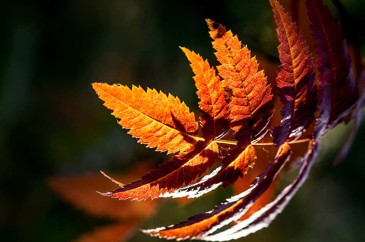 photo "***" tags: macro and close-up, Minolta 100/2, Russia, Sony-a580, curier, light, morning, sun, Нижний Тагил, макро, рябина