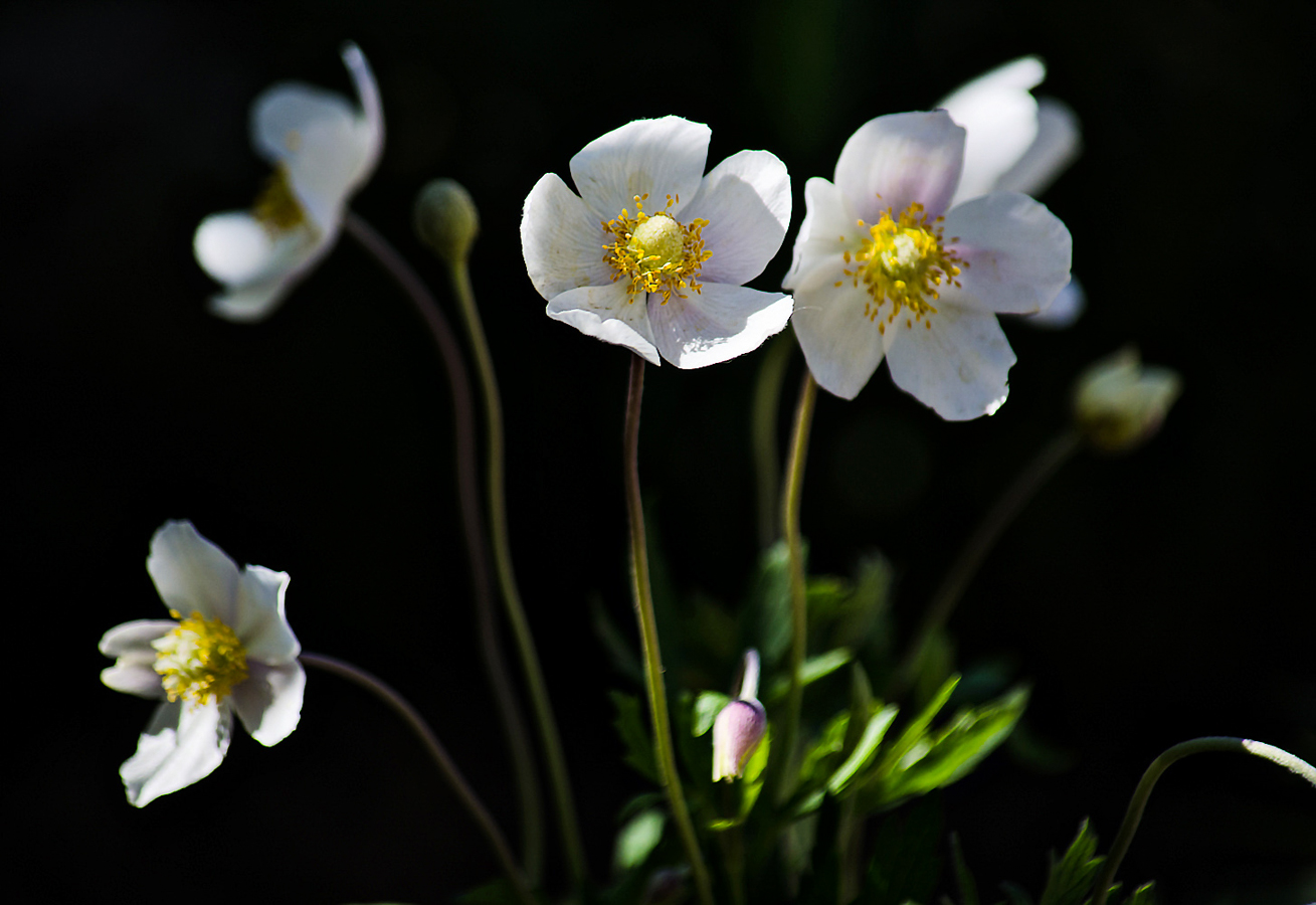 photo "***" tags: , evening, flowers, light, summer, анемона, ветренница, красота