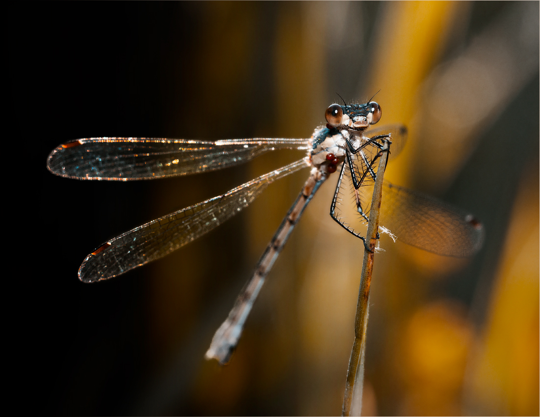 photo "***" tags: macro and close-up, 