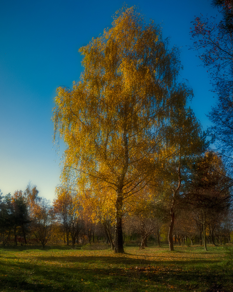фото "В осени берёзка стояла..." метки: пейзаж, природа, панорама, берёзка, небо, осень, свет, трава, утро