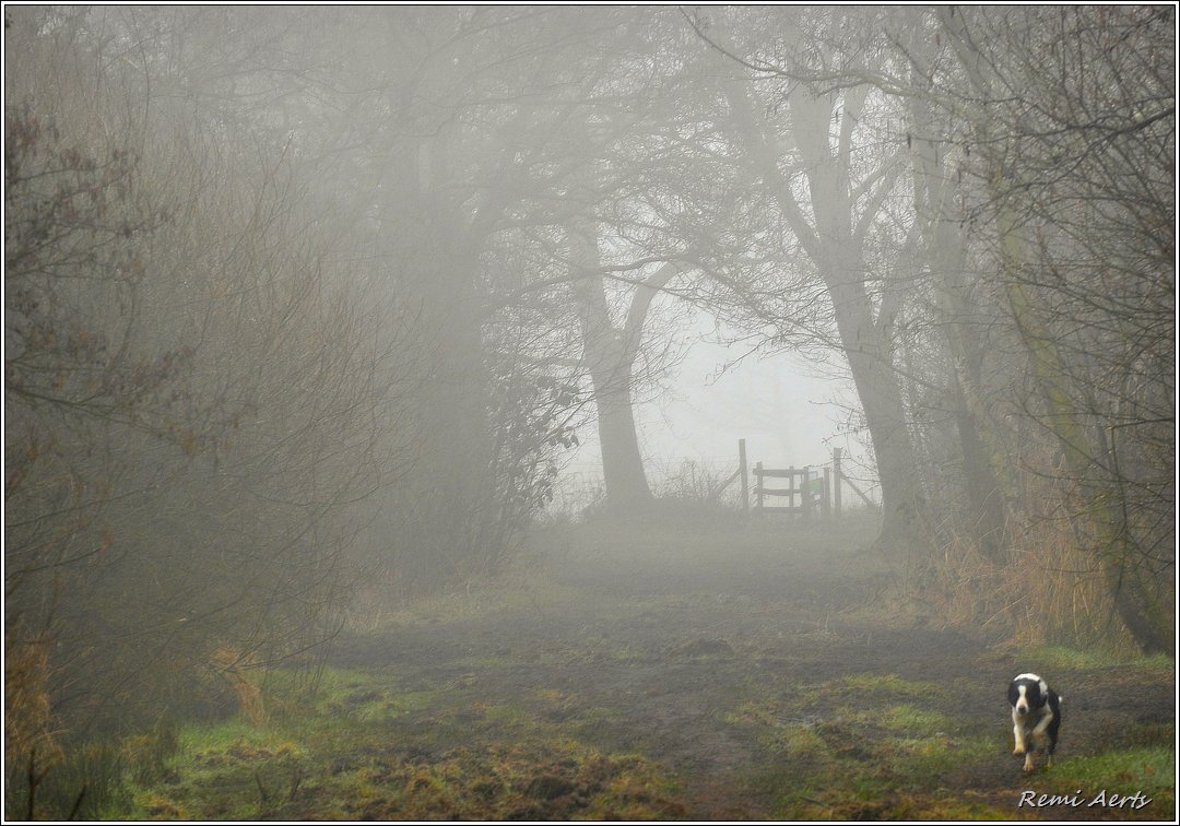 фото "Misty morning" метки: пейзаж, природа, 