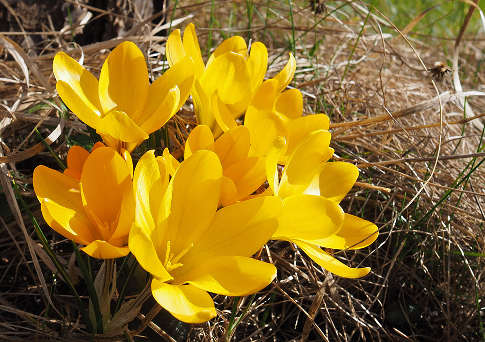 photo "Yellow Spring" tags: nature, macro and close-up, reporting, 