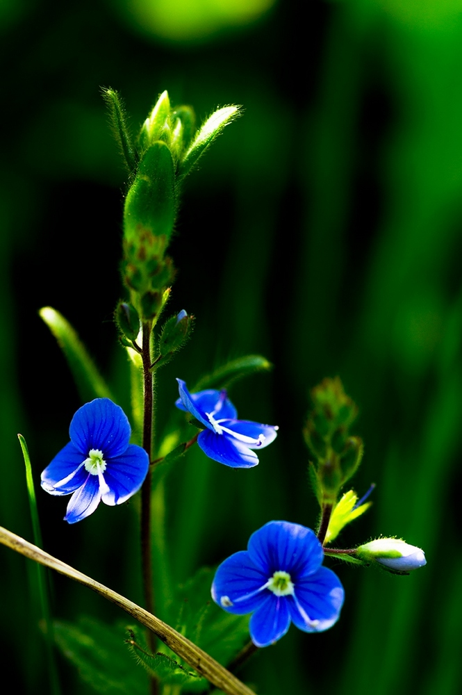 photo "***" tags: macro and close-up, Minolta 100/2, Russia, Sony-a580, curier, flowers, light, morning, sun, Нижний Тагил, макро