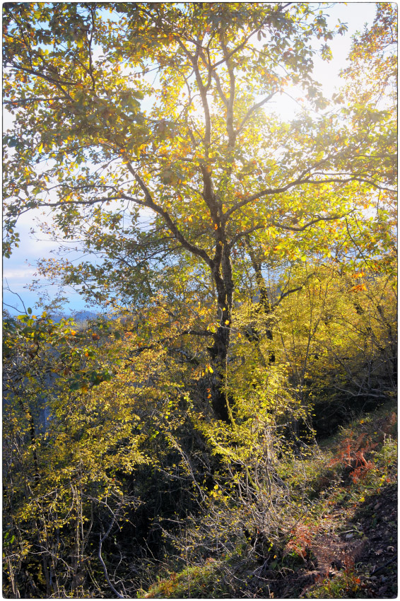 photo "***" tags: nature, Gortyna, Zeda Gordi