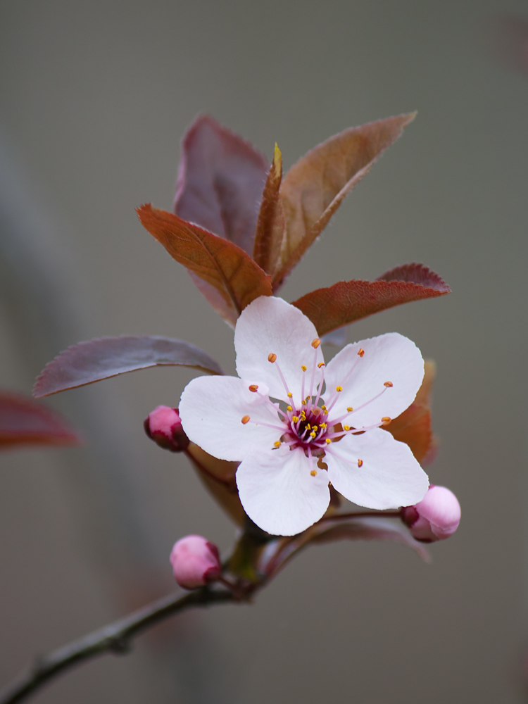 photo "***" tags: macro and close-up, 