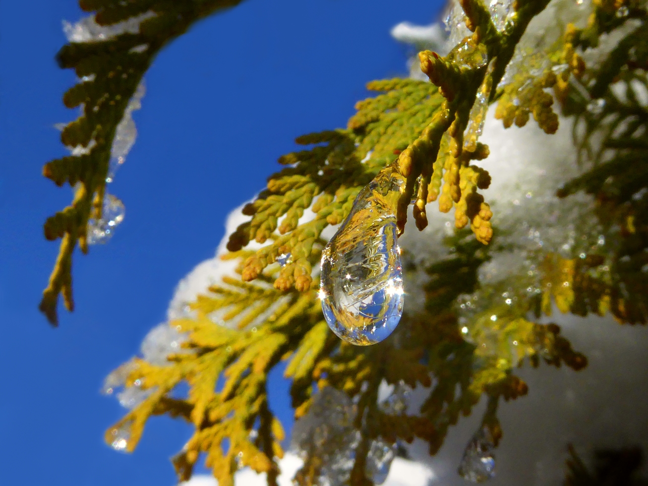 photo "***" tags: nature, landscape, macro and close-up, 