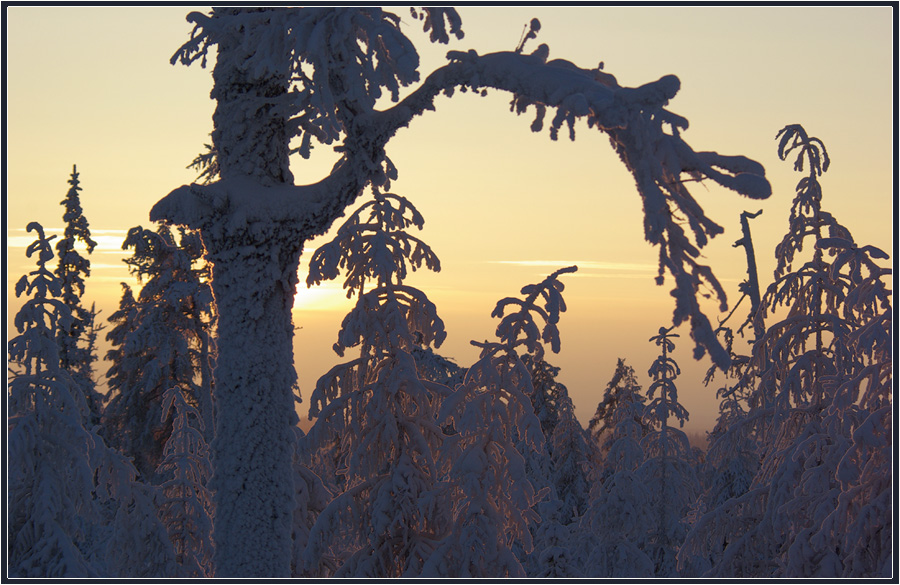 photo "***" tags: landscape, taiga, мороз