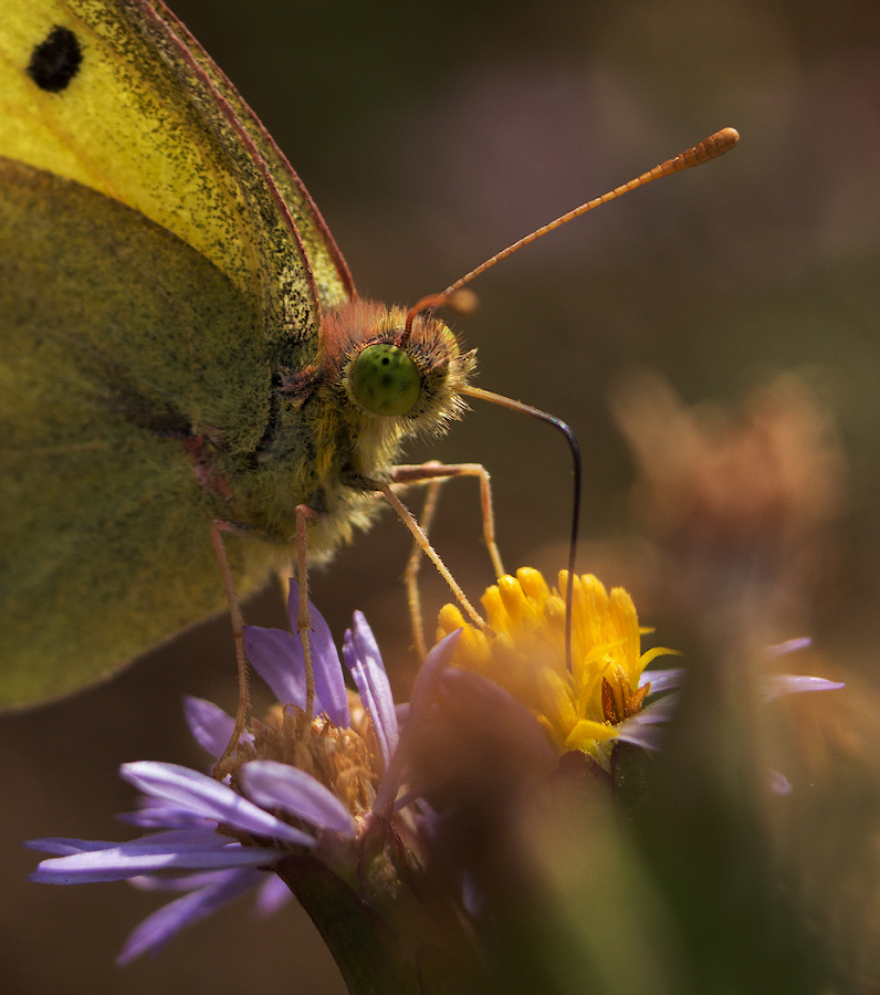 photo "***" tags: macro and close-up, nature, butterfly, Желтушка