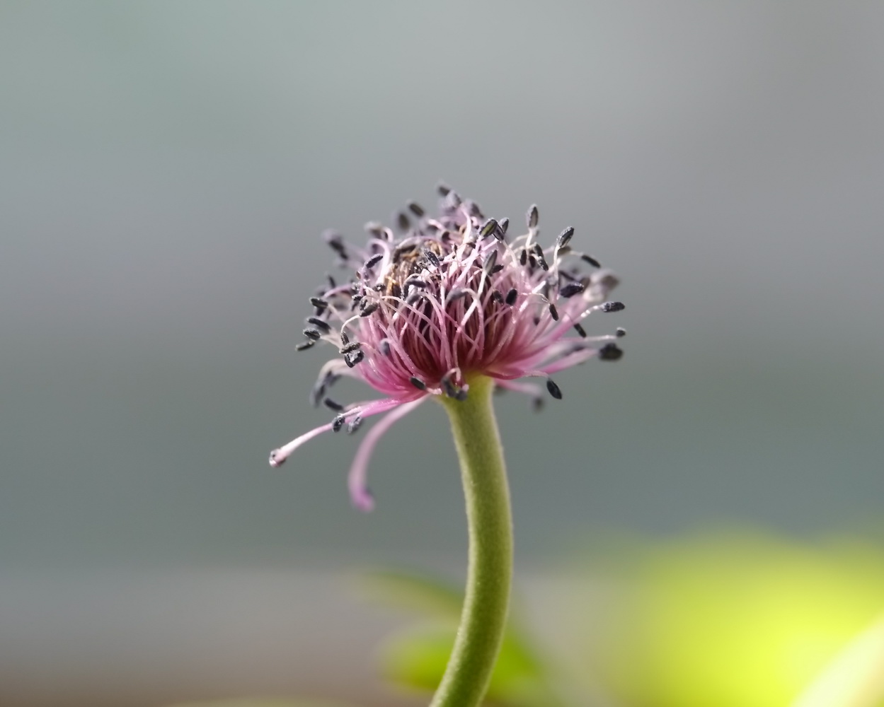 photo "***" tags: macro and close-up, 