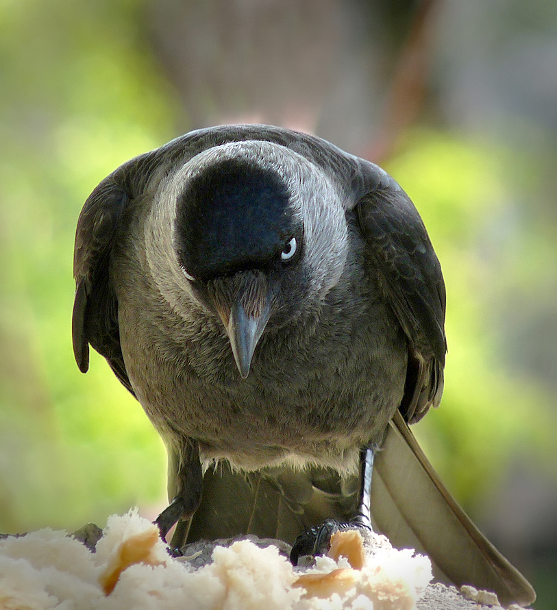 photo "***" tags: macro and close-up, wild animals