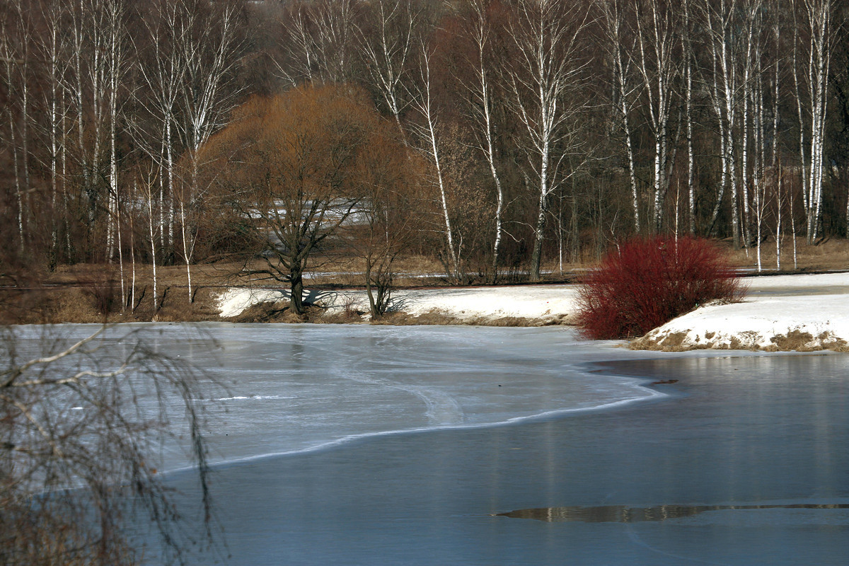 photo "Red Bush" tags: landscape, nature, 