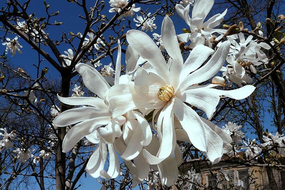 photo "***" tags: nature, flowers, magnolia, park, spring, trees, white