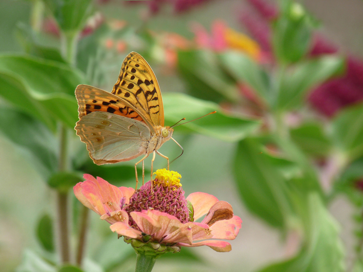 photo "***" tags: nature, insect