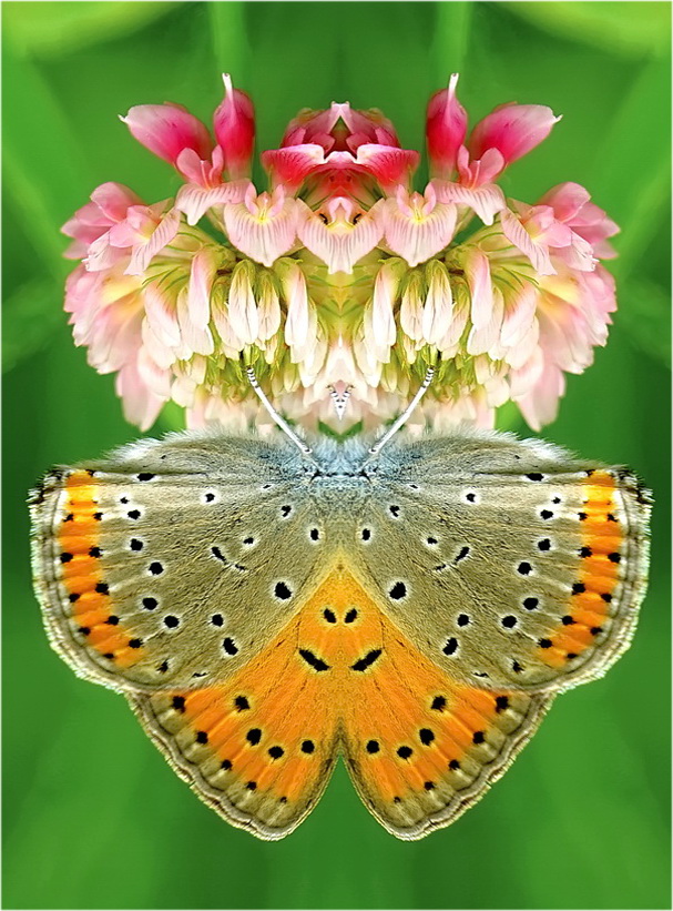 фото "Сон бабочки .." метки: природа, 