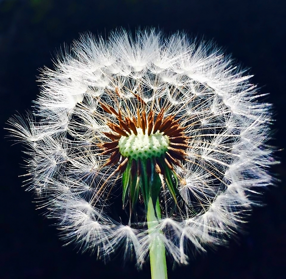 фото "Dandy" метки: природа, макро и крупный план, closeup, dandelion, macro, seeds, weed
