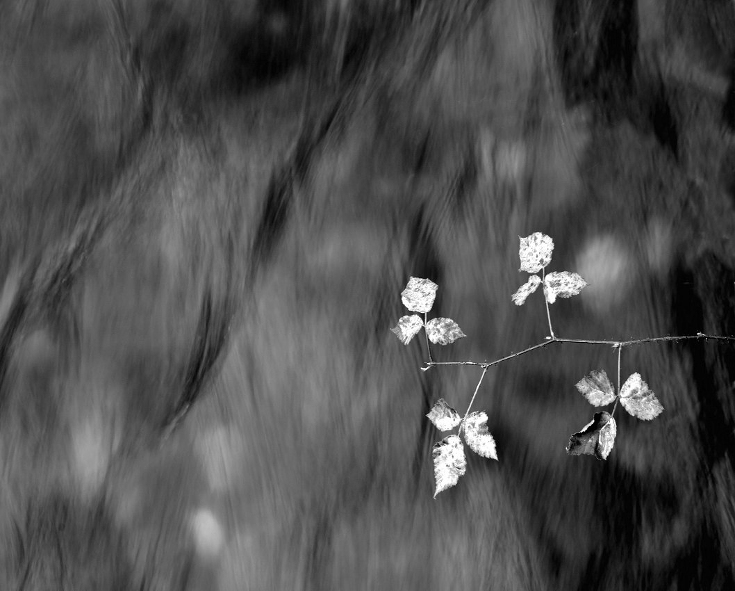 photo "L'eau" tags: nature, black and white photography, fine art, mouvement, nature photography