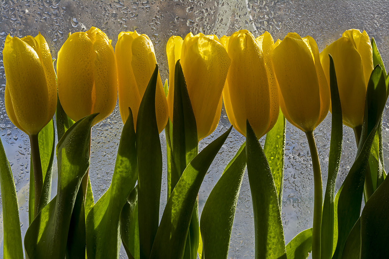 photo "***" tags: macro and close-up, flowers, окно, тюльпаны