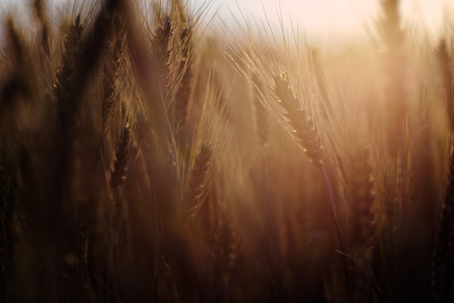 фото "Wheat field." метки: пейзаж, природа, путешествия, Rural, agriculture, background, barley, blue, bread, bright, cereal, color, corn, country, countryside, crop, dry, ear, fall, farm, farmland, field, food, gold, golden, grain, grow, growth, harvest, heat, horizon, land, outdoor, ripe, rye, scene, scenic, season, seed, stem, straw, summer, sun, sunlight, sunny, wheat, yellow, небо, осень, растение