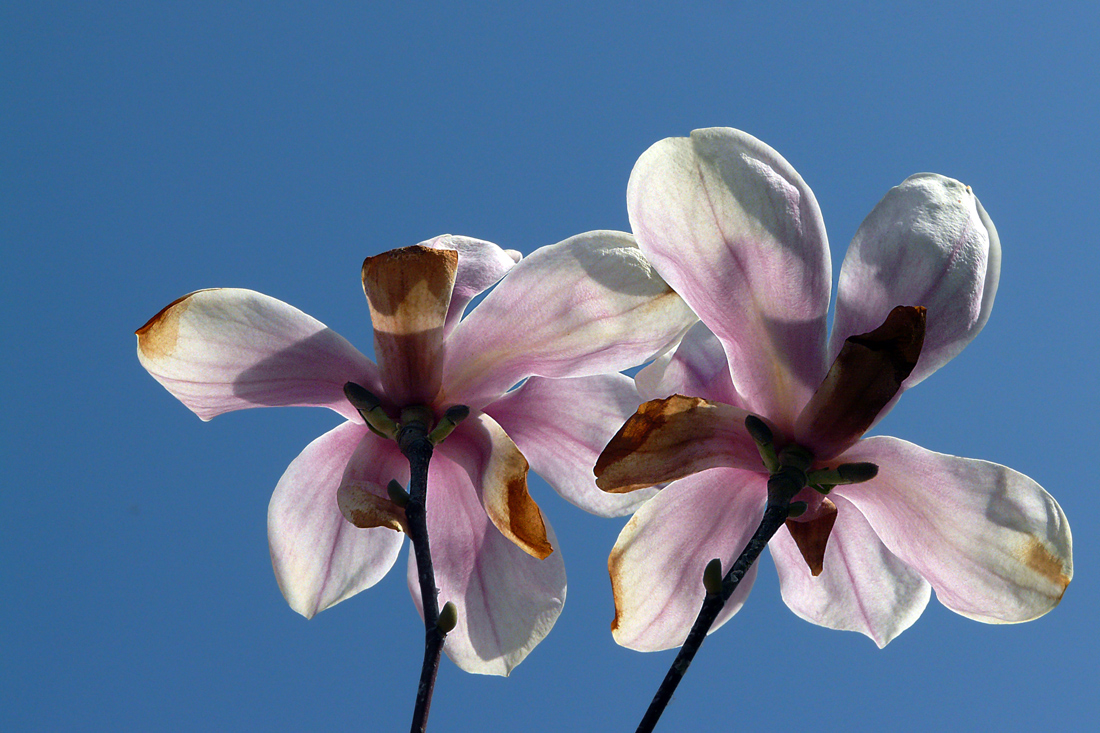 photo "***" tags: macro and close-up, 