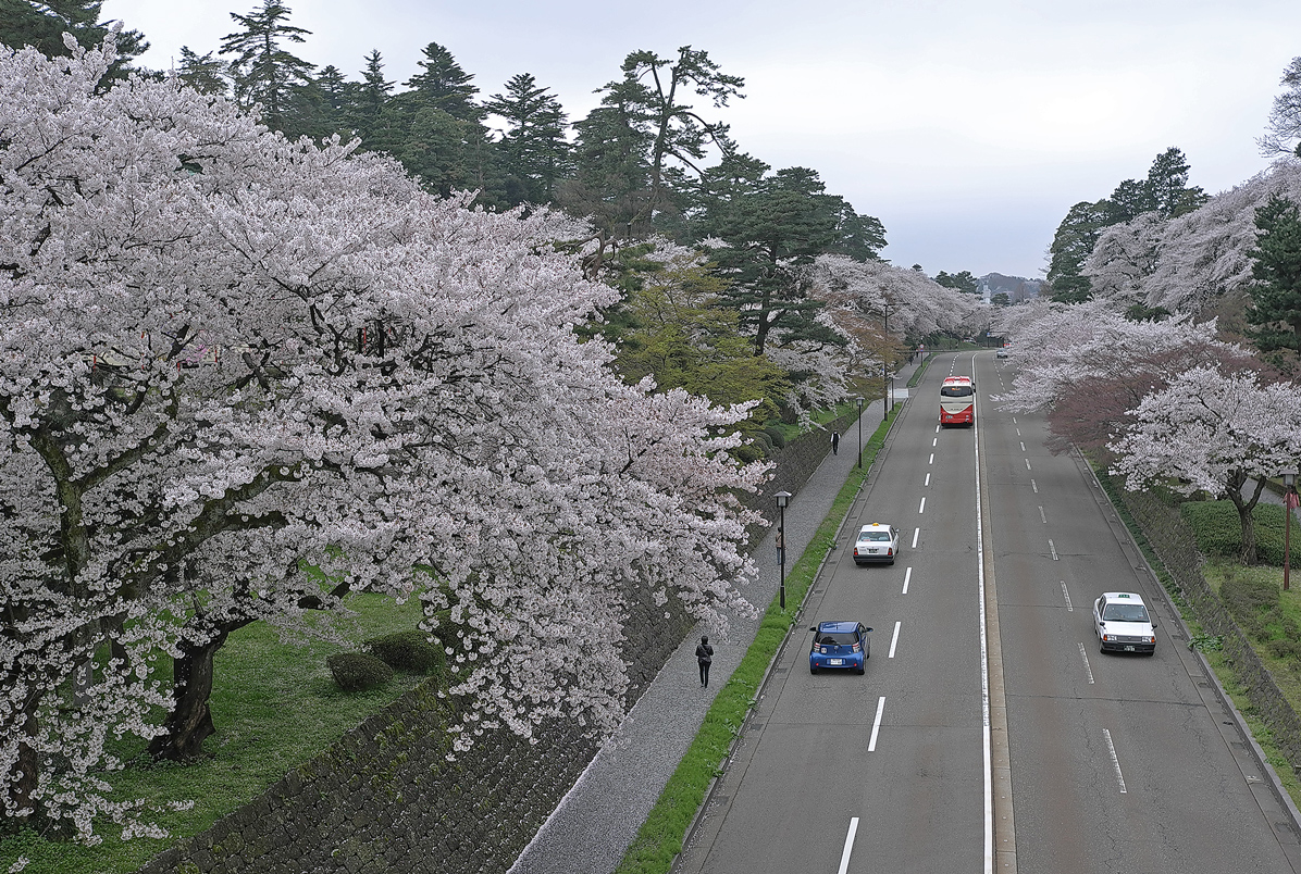 photo "Sakura highway" tags: landscape, travel, 