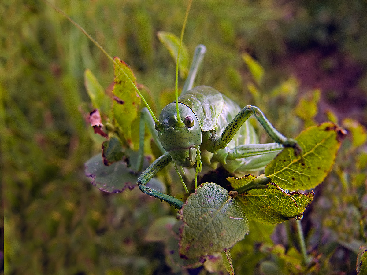 photo "***" tags: nature, macro and close-up, 