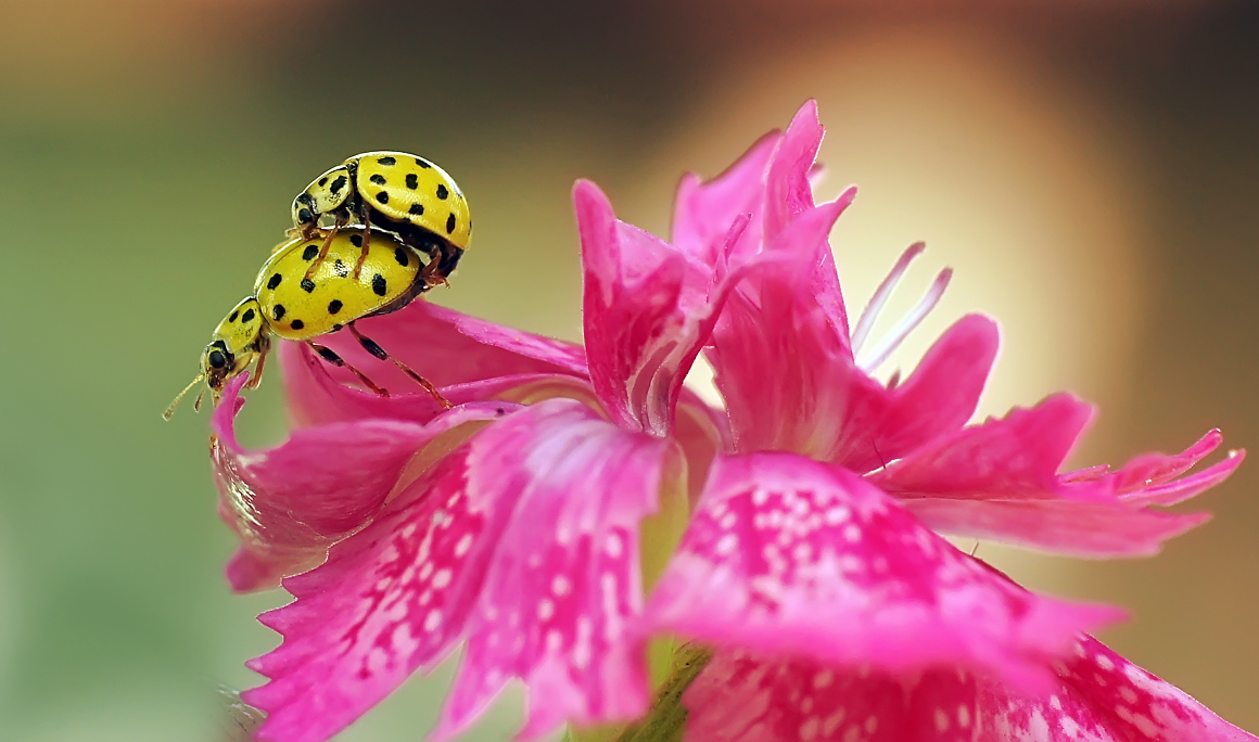 photo "***" tags: nature, macro and close-up, insect, божьи коровки