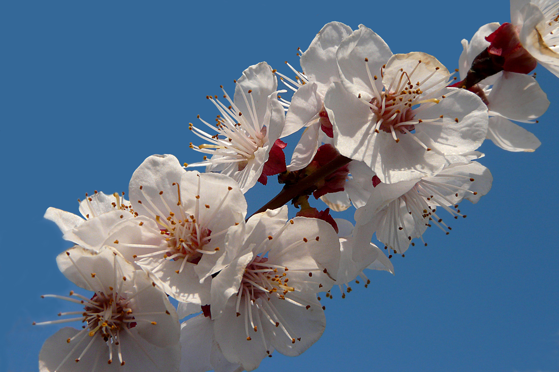 photo "***" tags: macro and close-up, 
