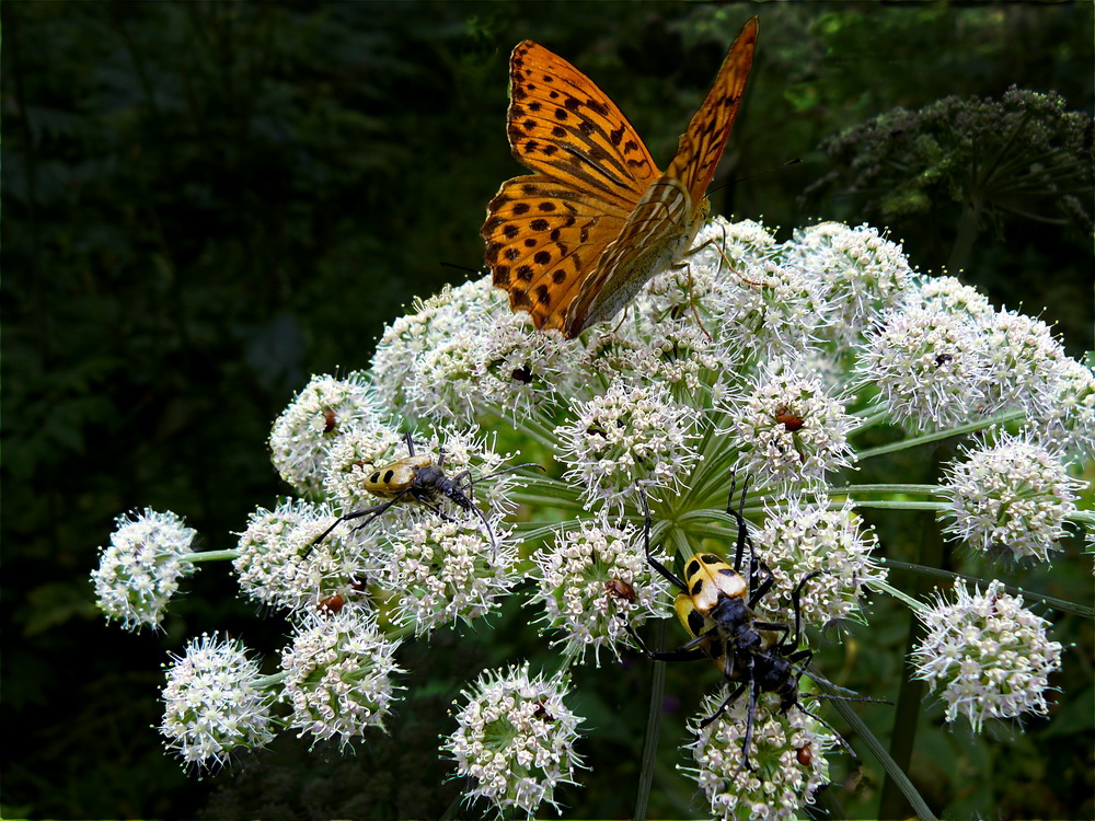 photo "Summer" tags: macro and close-up, nature, forest, summer, Насекомые, бабочки