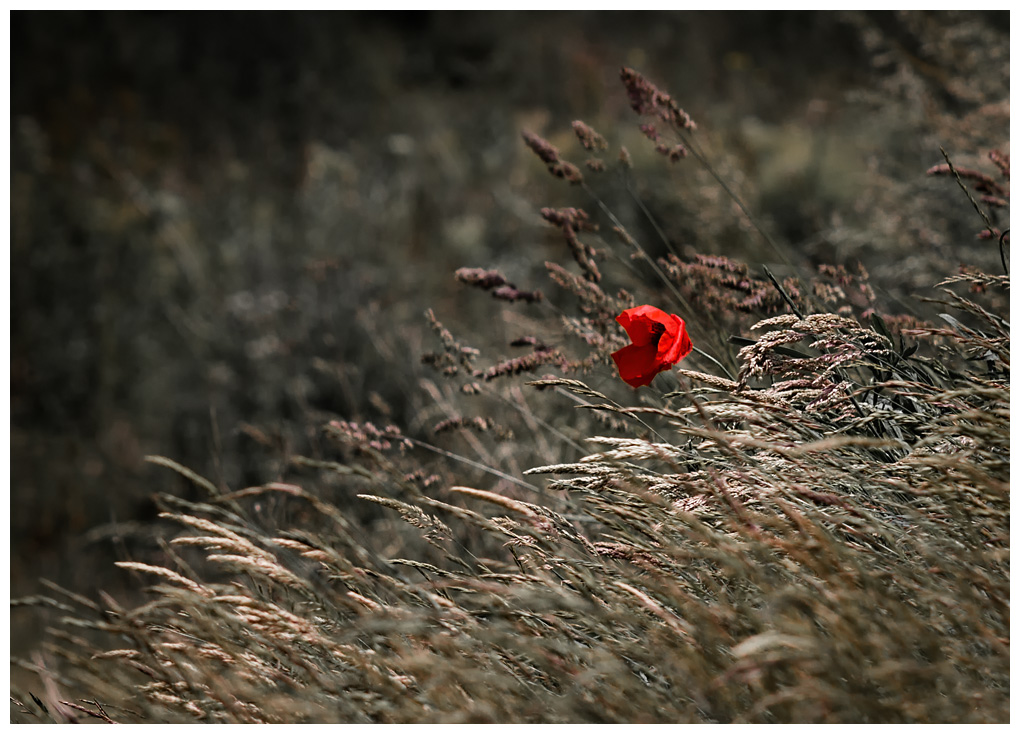 photo "***" tags: nature, 