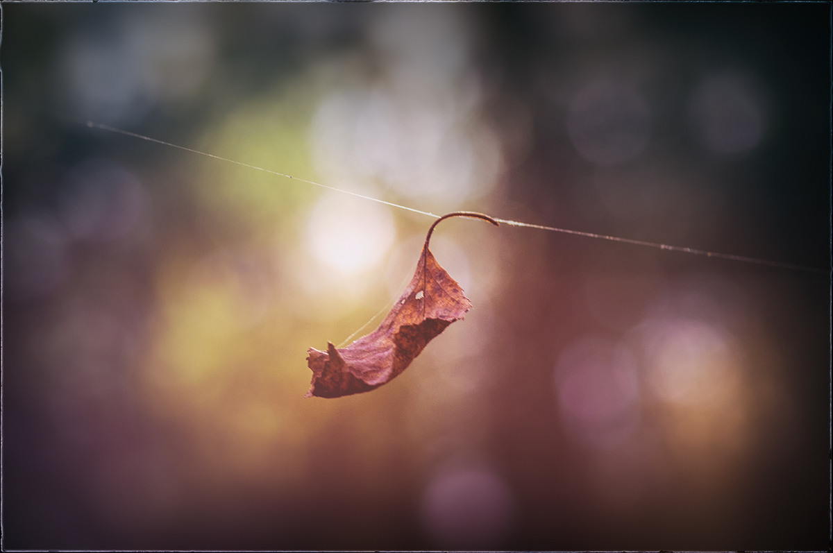 photo "***" tags: macro and close-up, Minolta 100/2, Russia, Sony-a580, autumn, curier, light, morning, sun, Нижний Тагил, макро, паутина