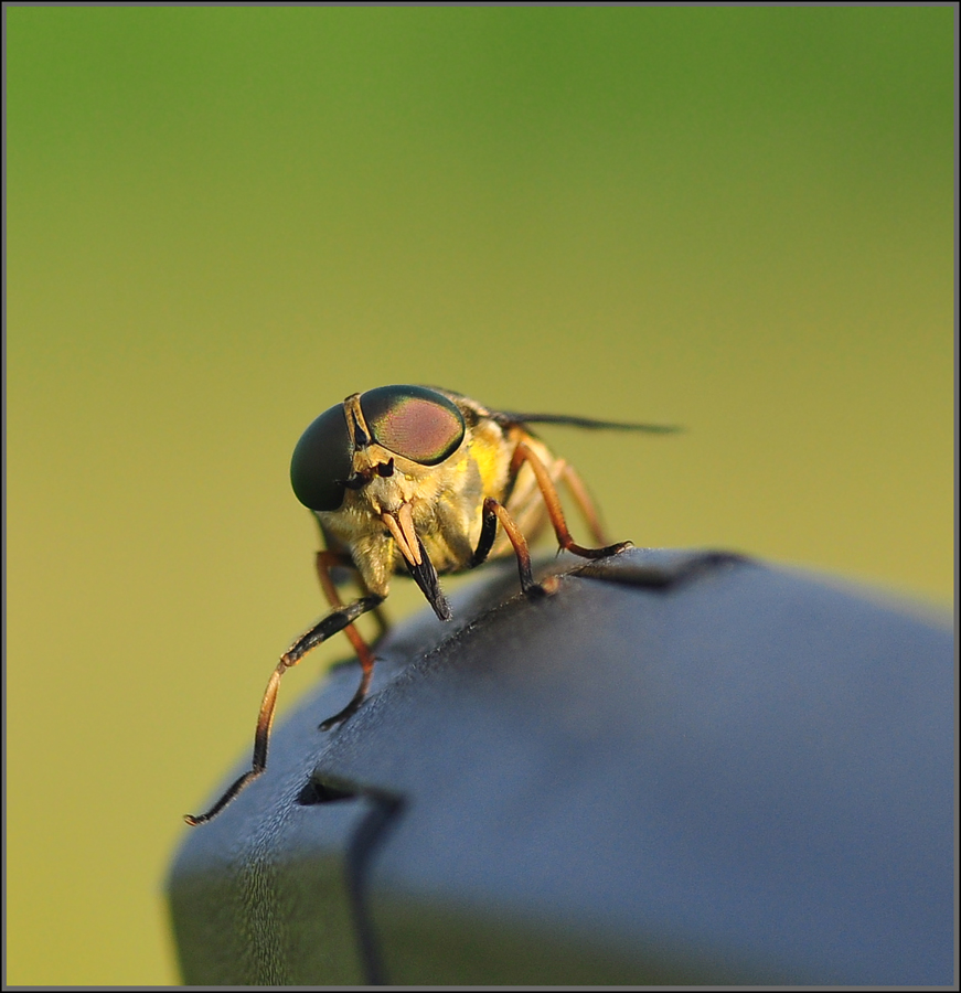 photo "***" tags: macro and close-up, nature, travel, insect, Слепень