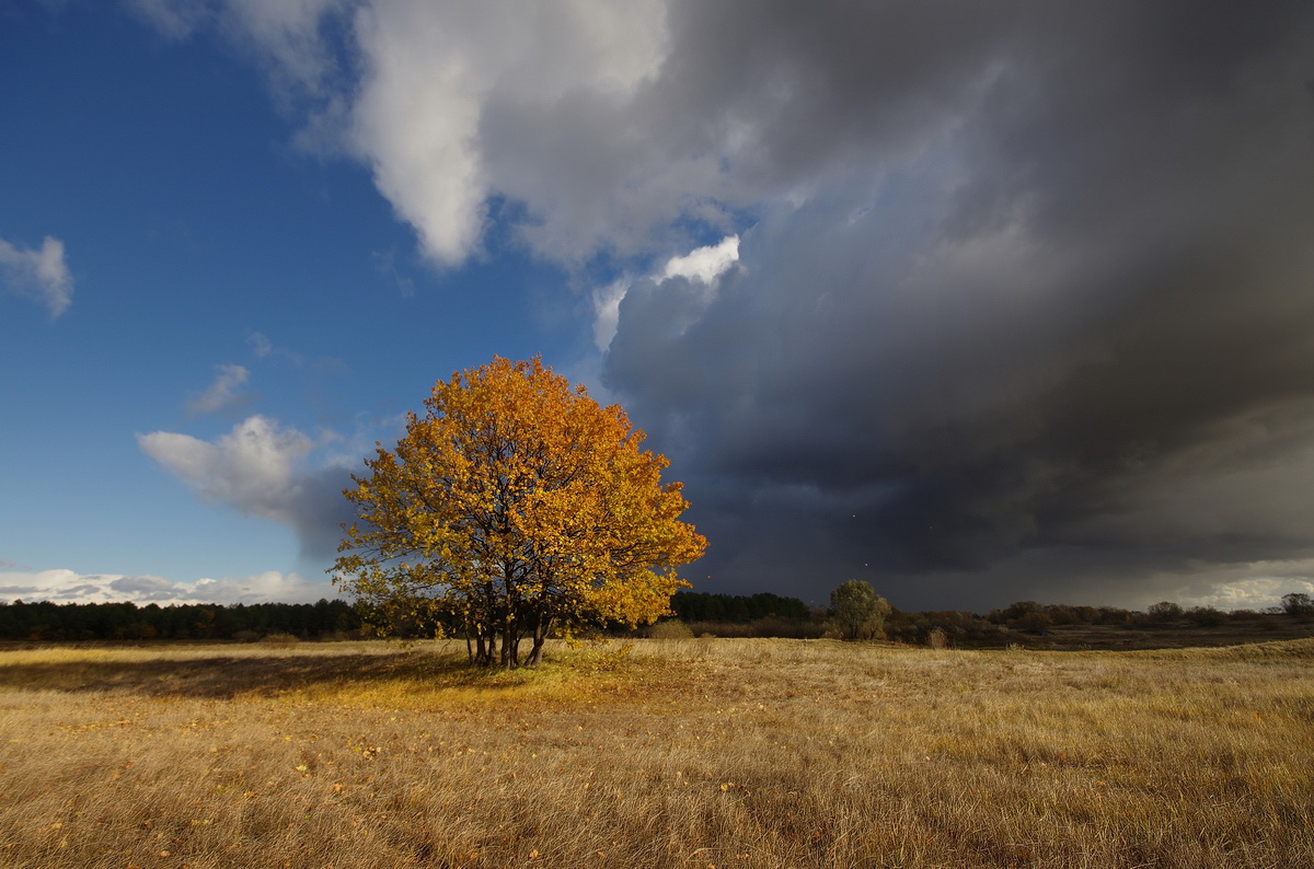 photo "***" tags: landscape, autumn, tree, Беларусь, полесье, тучи