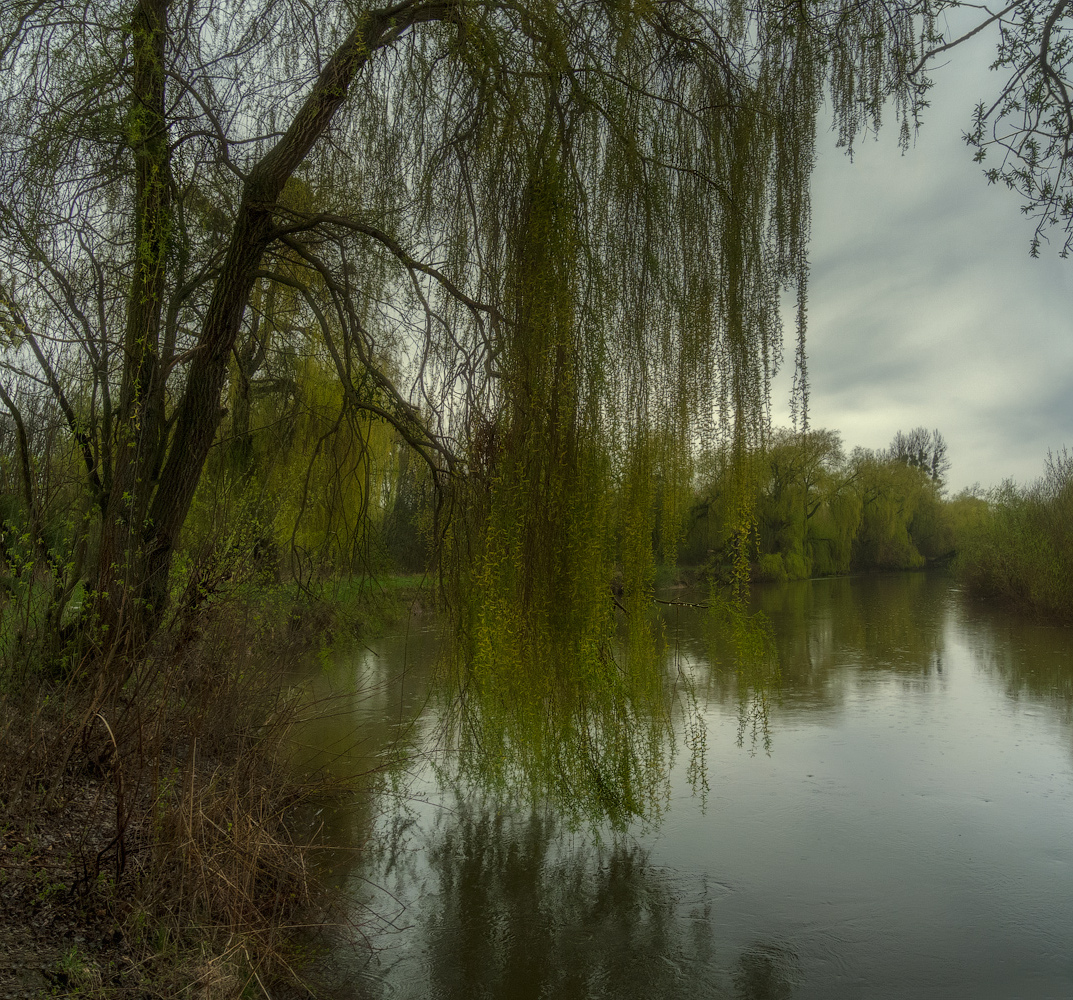 photo "***" tags: landscape, nature, panoramic, clouds, coast, sky, spring, tree, water, Речка, ива, моросящий, поворот