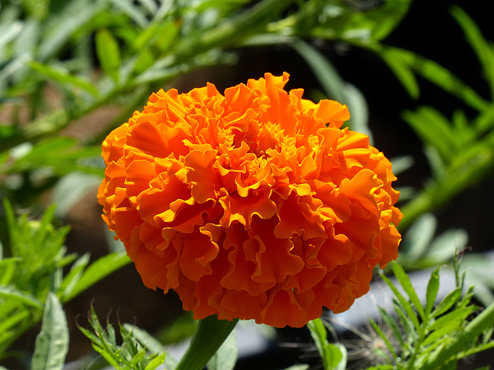 photo "The sun curly" tags: macro and close-up, nature, summer, Лето цветы