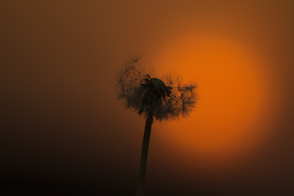 photo "***" tags: nature, macro and close-up, 