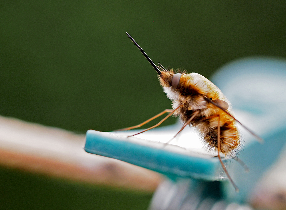 photo "Bombyliidae" tags: nature, macro and close-up, portrait, 