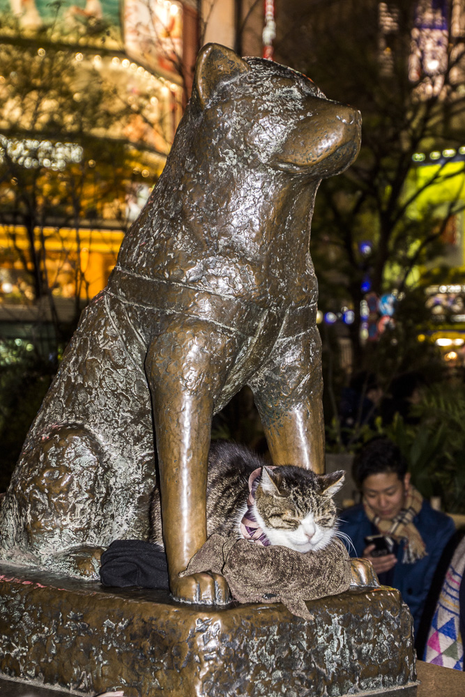 фото "Хатико и кот" метки: стрит-фото, город, Хатико, япония
