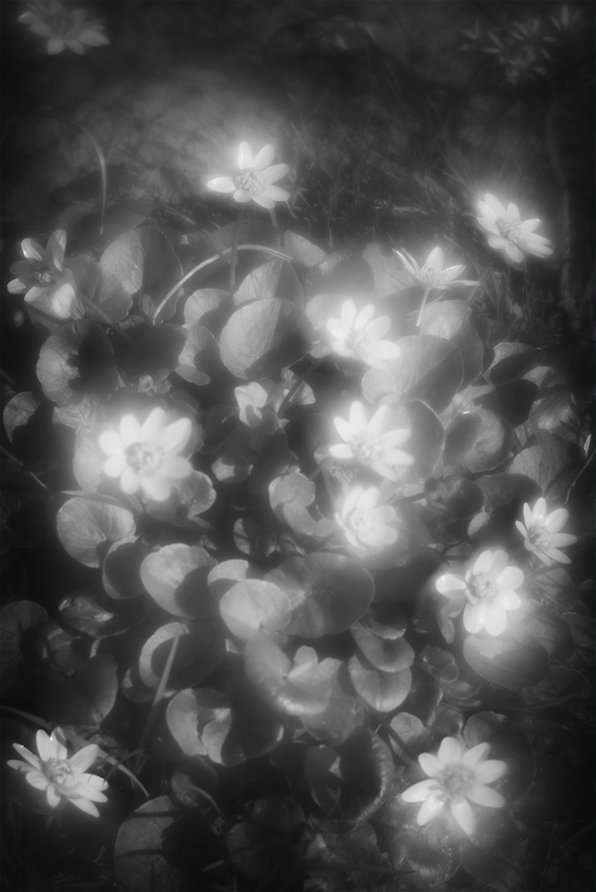 фото "Весенний букет" метки: черно-белые, природа, 