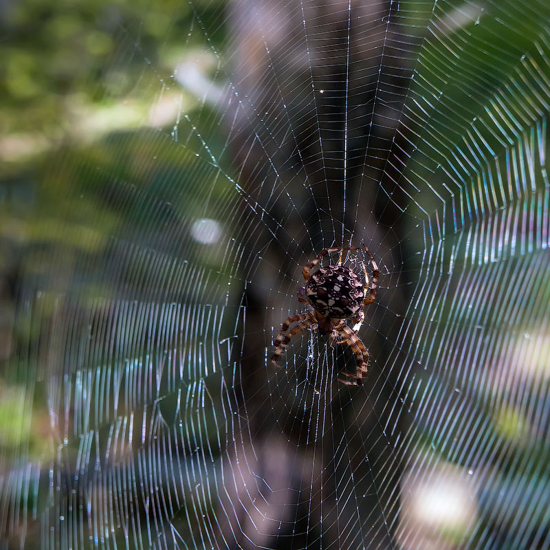 фото "Хозяин" метки: природа, макро и крупный план, паук, сеть