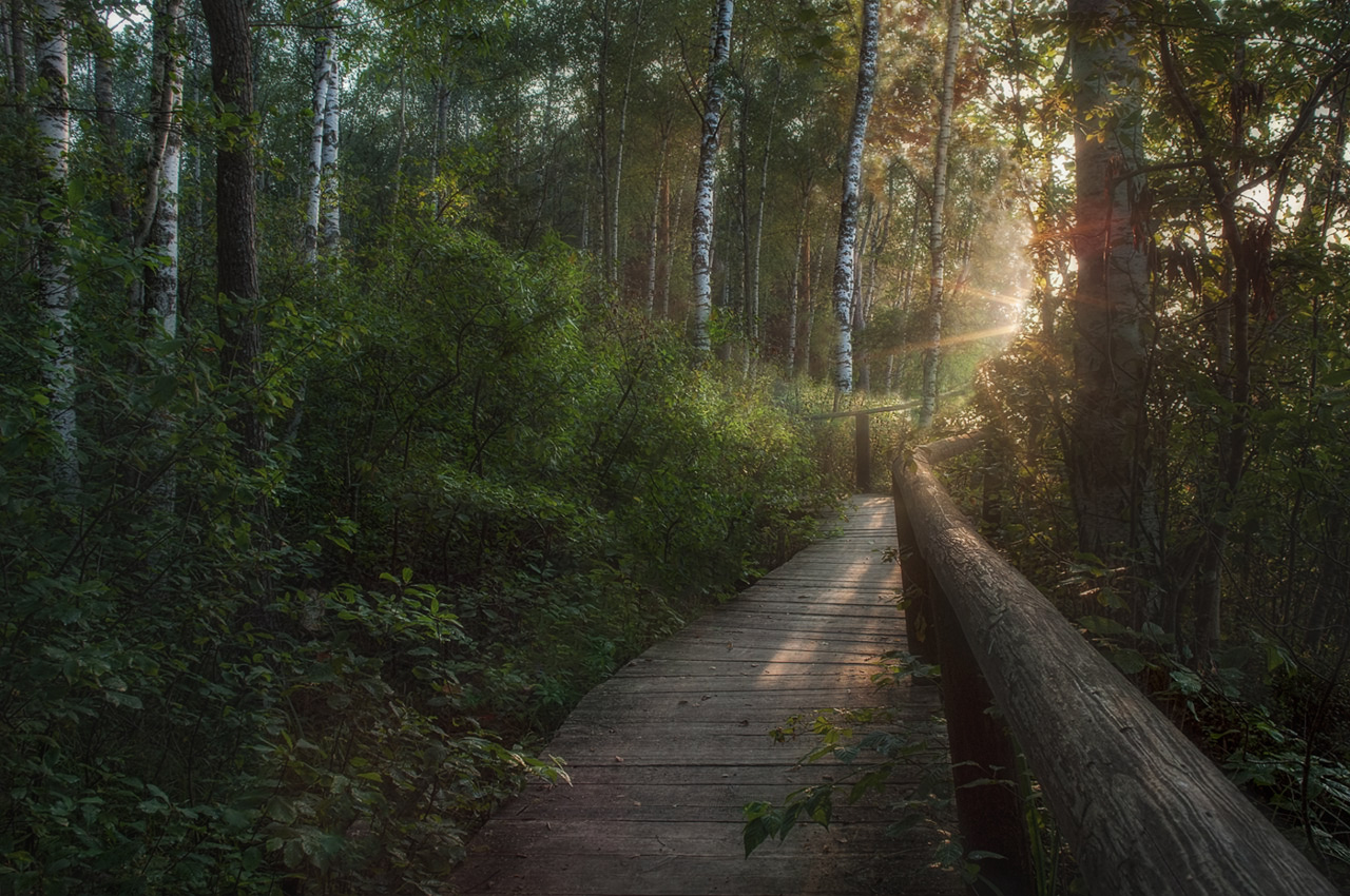 photo "***" tags: , forest, morning, summer