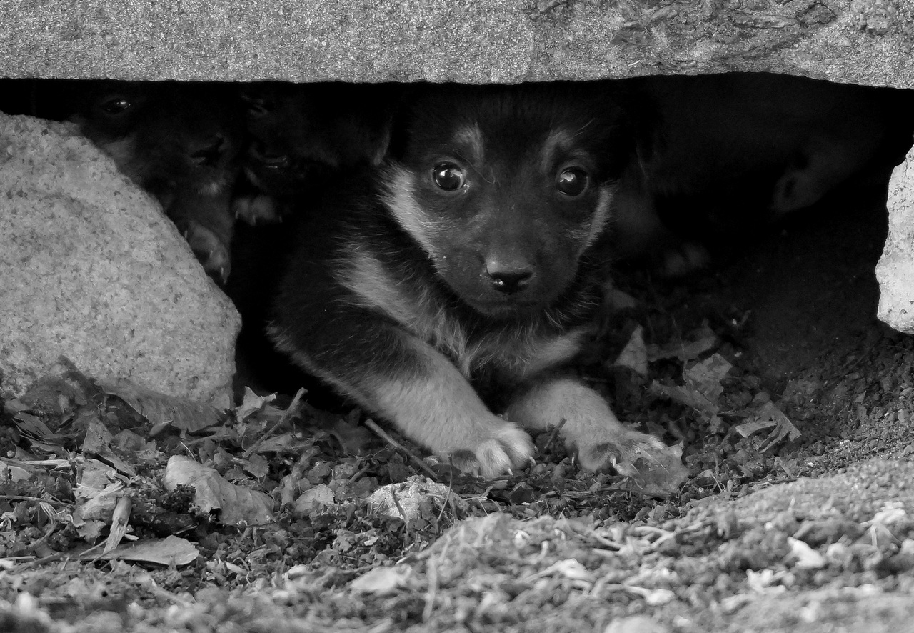 photo "***" tags: black&white, misc., nature, 