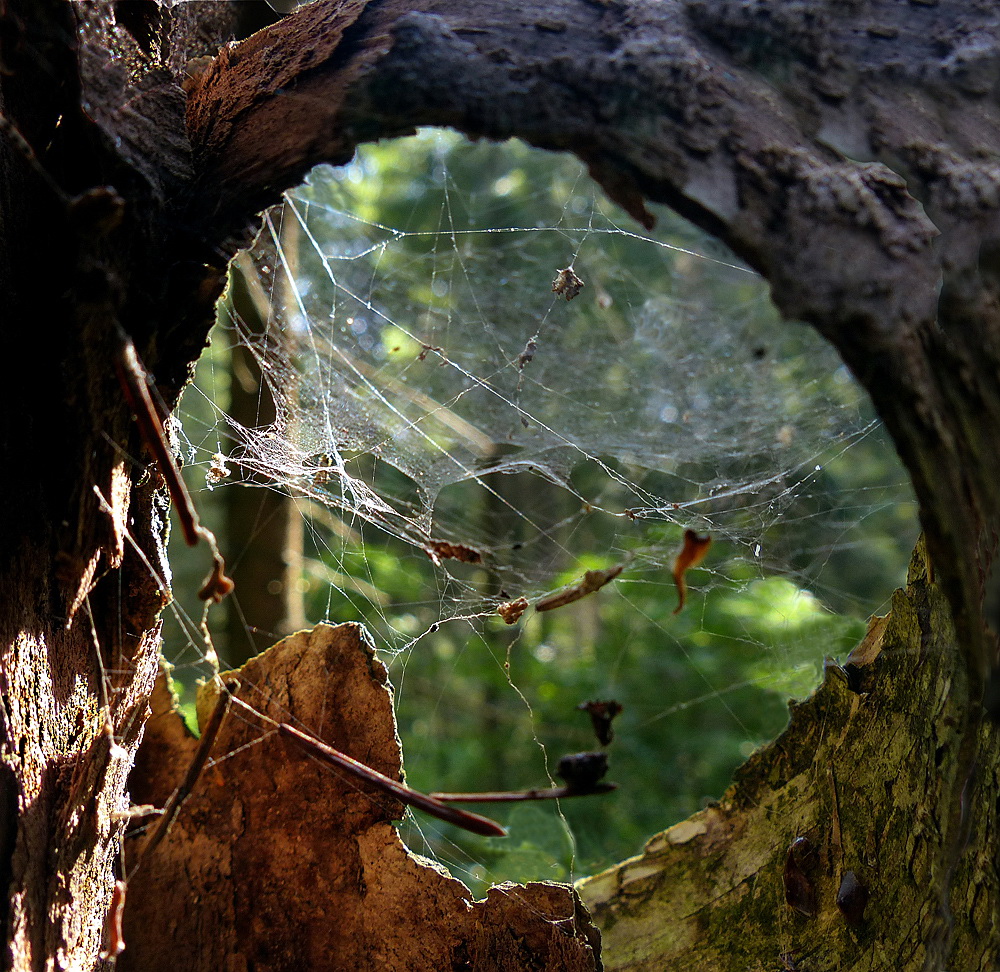 photo "Window to Europe" tags: nature, misc., forest, summer, паутина