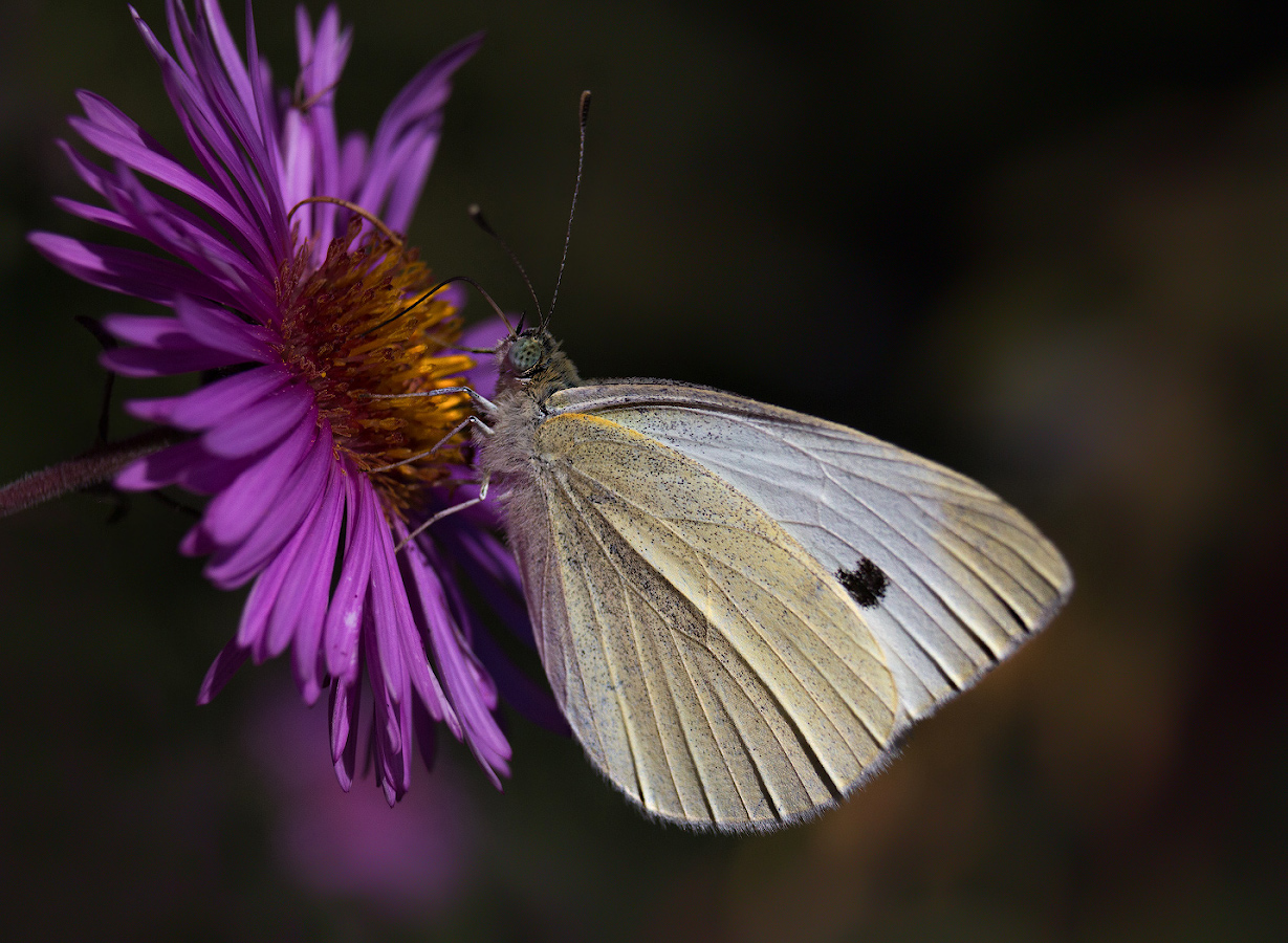 photo "***" tags: macro and close-up, nature, butterfly, Белянка