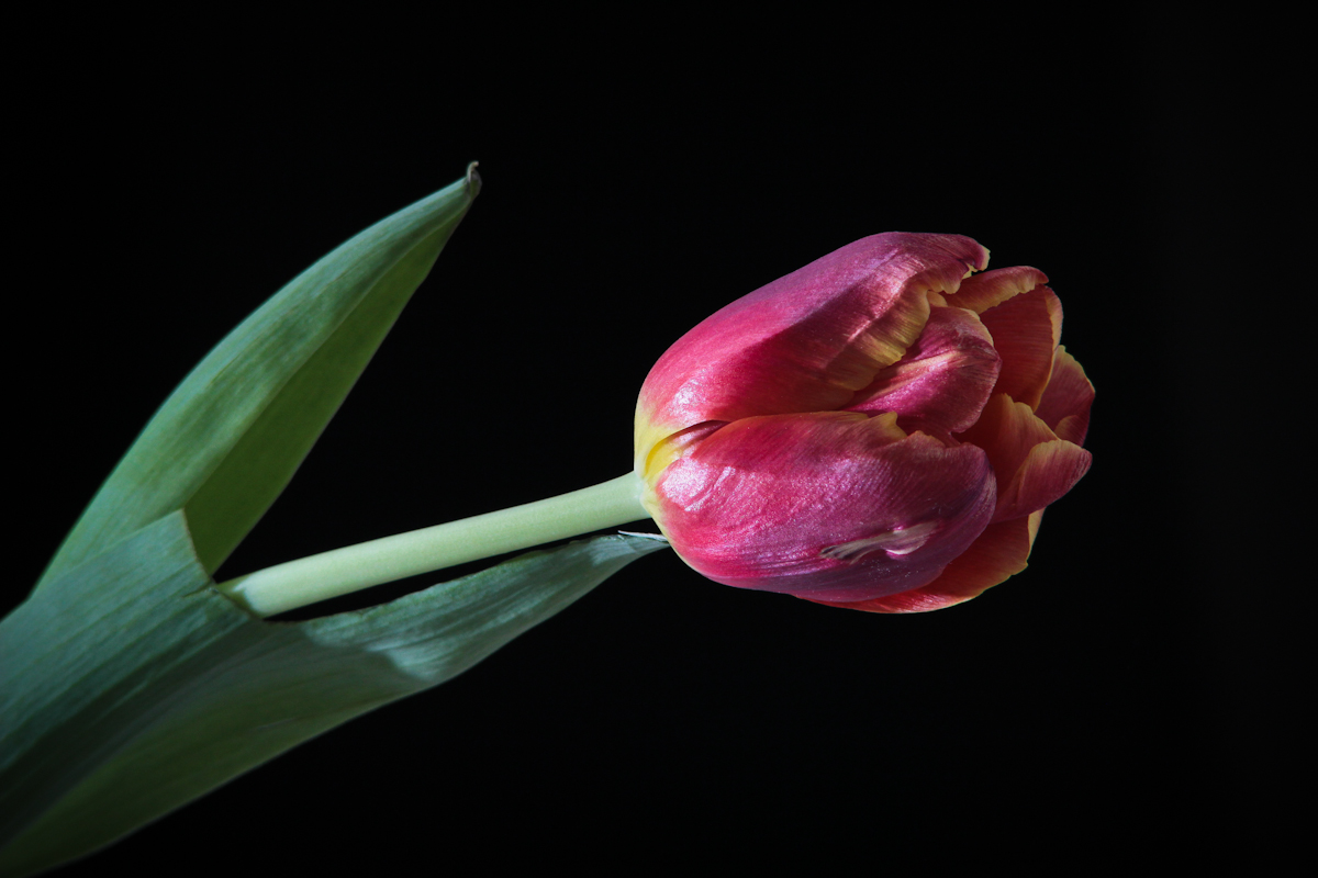 photo "***" tags: still life, flowers, тюльпан