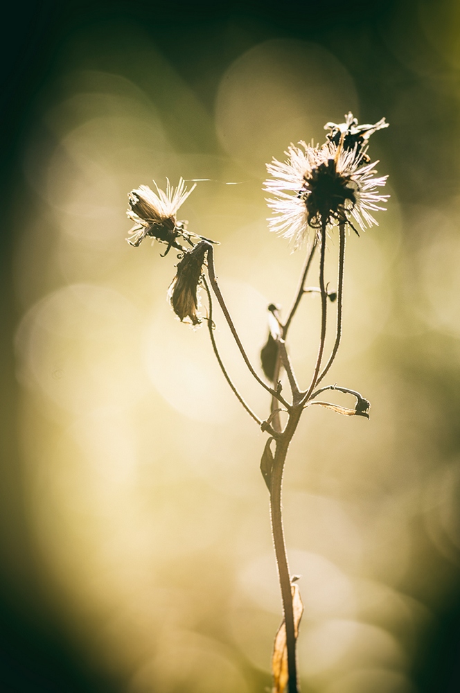 photo "***" tags: macro and close-up, Minolta 100/2, Russia, Sony-a580, curier, light, morning, sun, Нижний Тагил, макро