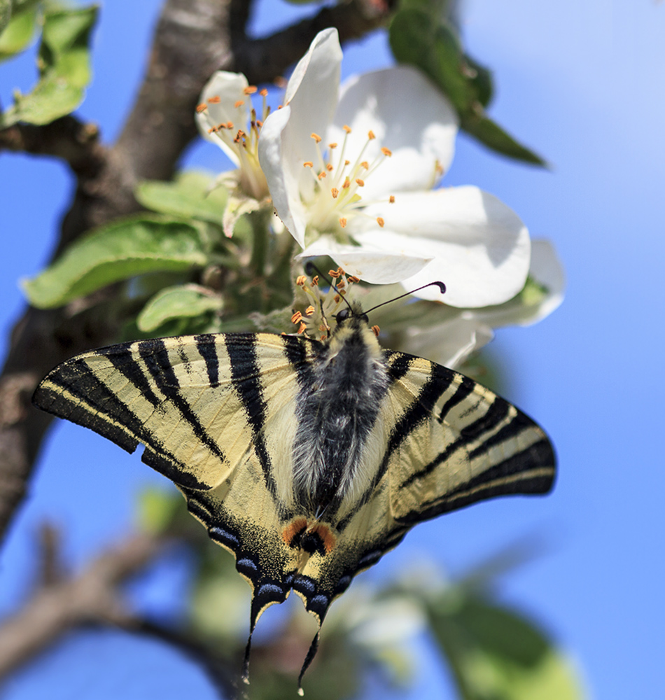 photo "***" tags: macro and close-up, nature, butterfly, colour, spring, яблоня